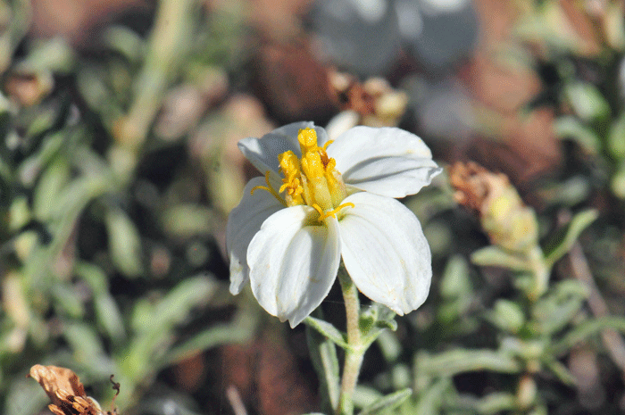 Desert Zinnia has white or off-white flowers with yellow centers. Note flowers have both ray and disk florets. Zinnia acerosa